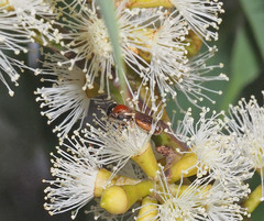 Euryglossa adelaidae