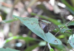 Calpodes longirostris