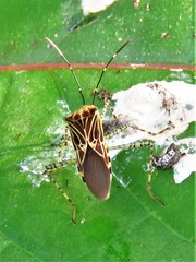 Hypselonotus lineatus