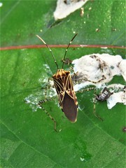 Hypselonotus lineatus