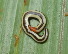 Australopacifica sarasiniana