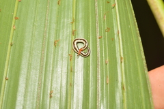 Australopacifica sarasiniana