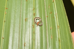 Australopacifica sarasiniana