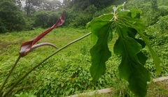 Anthurium clavigerum