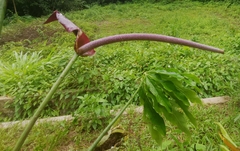 Anthurium clavigerum