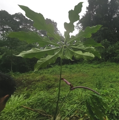 Anthurium clavigerum