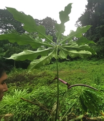 Anthurium clavigerum