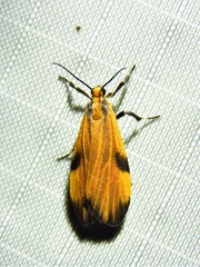Lycomorphodes sordida