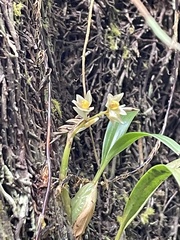 Pholidota cantonensis