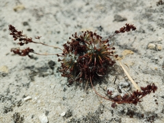 Drosera paleacea