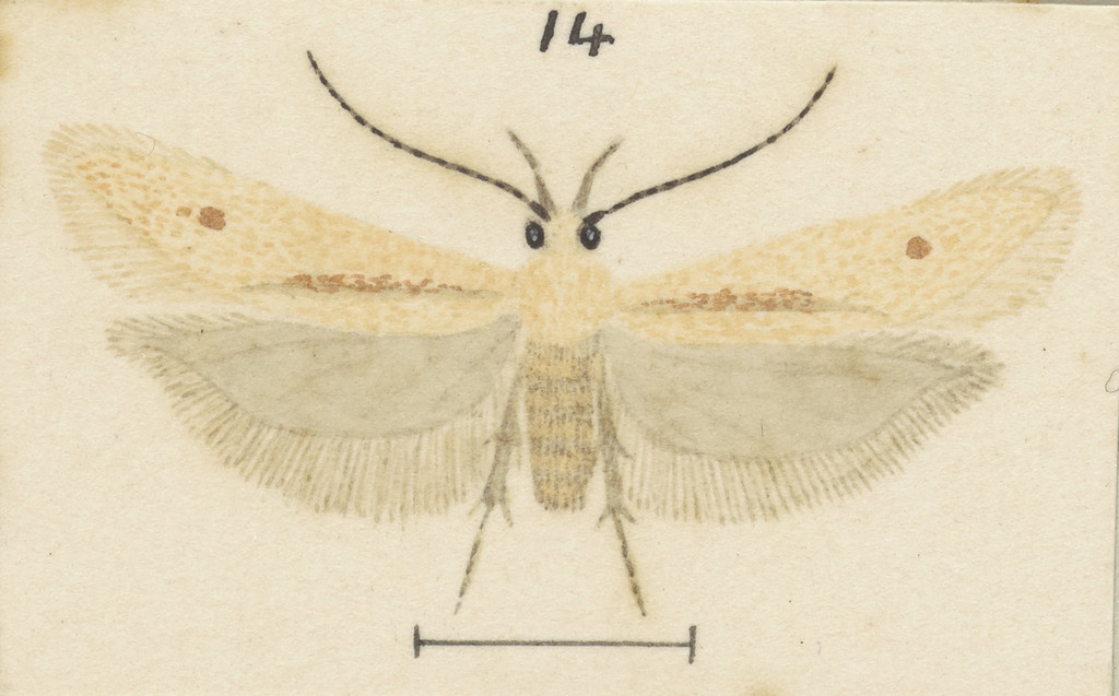 Kiwaia neglecta