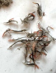 Sphyrapicus ruber