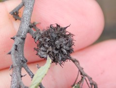 Asphondylia ceanothi