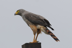 Rupornis magnirostris