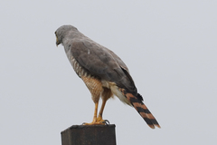 Rupornis magnirostris