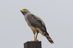 Rupornis magnirostris