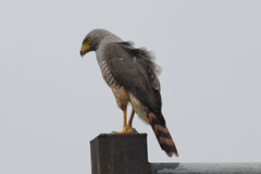 Rupornis magnirostris