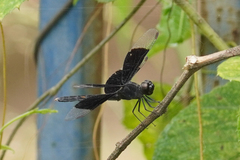 Erythrodiplax funerea