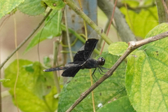 Erythrodiplax funerea