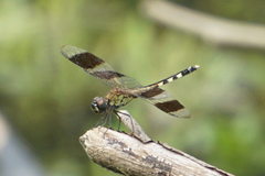 Erythrodiplax umbrata