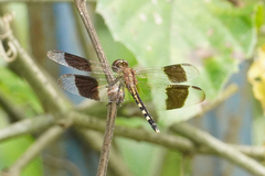 Erythrodiplax umbrata