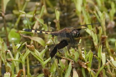 Erythrodiplax umbrata