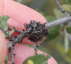 Asphondylia ceanothi