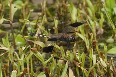 Erythrodiplax umbrata