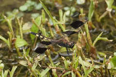 Erythrodiplax umbrata