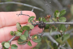 Asphondylia ceanothi