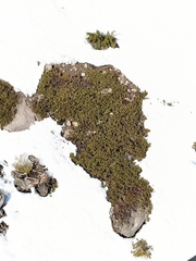 Arctostaphylos nevadensis