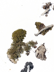 Arctostaphylos nevadensis