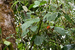Erythrina edulis