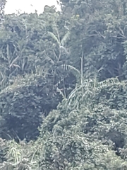 Calameae