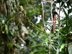 Guzmania coriostachya