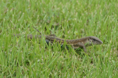 Ameiva praesignis