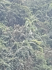 Calameae