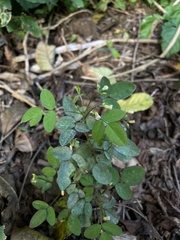Oxalis barrelieri