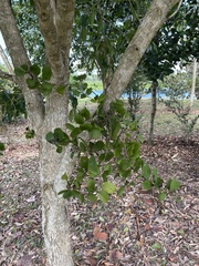 Dendropemon caribaeus