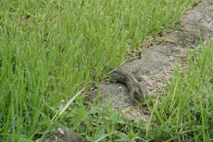 Ameiva praesignis