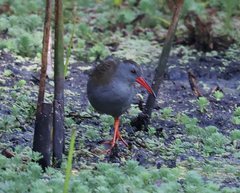 Rallus semiplumbeus
