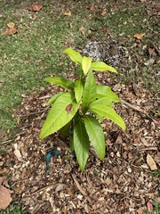 Eugenia haematocarpa