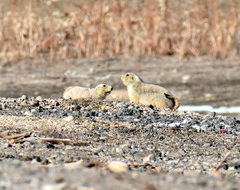 Cynomys ludovicianus