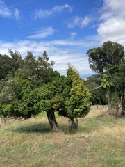 Metrosideros fulgens