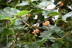 Erythrina edulis