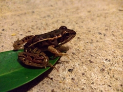 Lithobates forreri