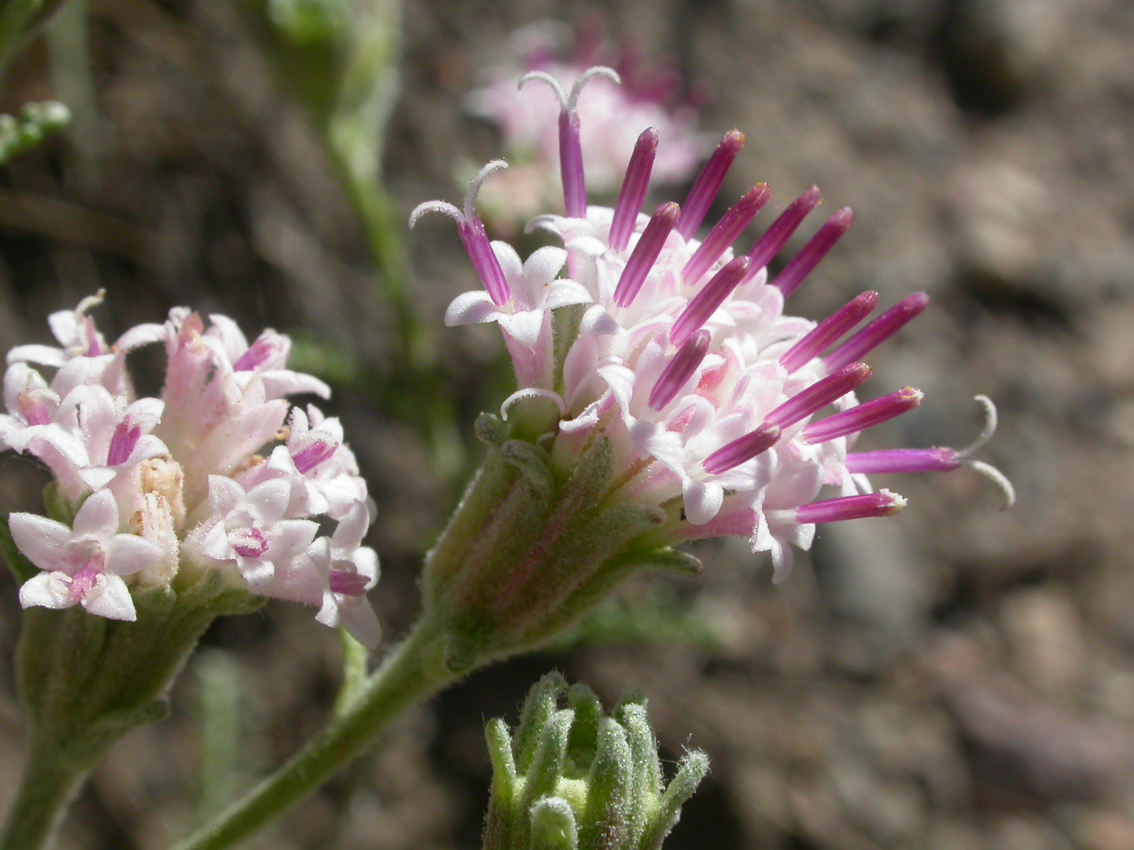 Chaenactis douglasii