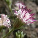 Chaenactis douglasii - Photo (c) Matt Lavin, μερικά δικαιώματα διατηρούνται (CC BY-SA)