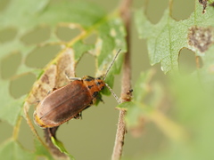 Xanthogaleruca maculicollis