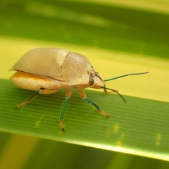 Augocoris